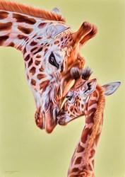 Deep Affection by Darryn Eggleton - Original Drawing on Mounted Paper sized 19x27 inches. Available from Whitewall Galleries